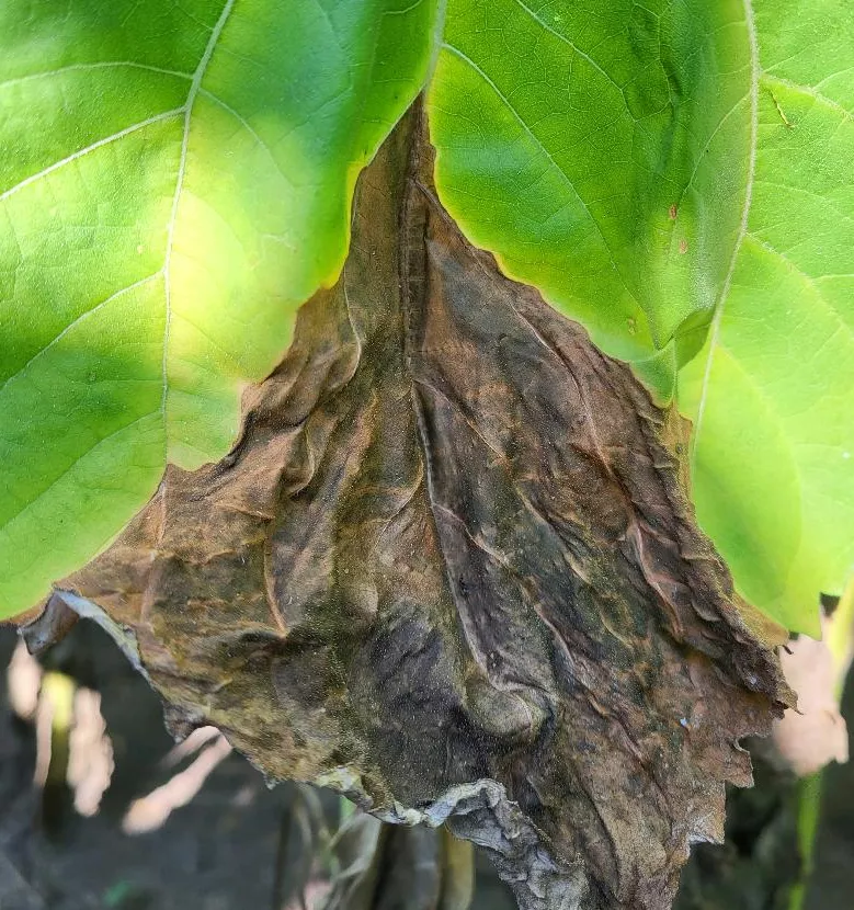 sick sunflower Phomopsis helianthi