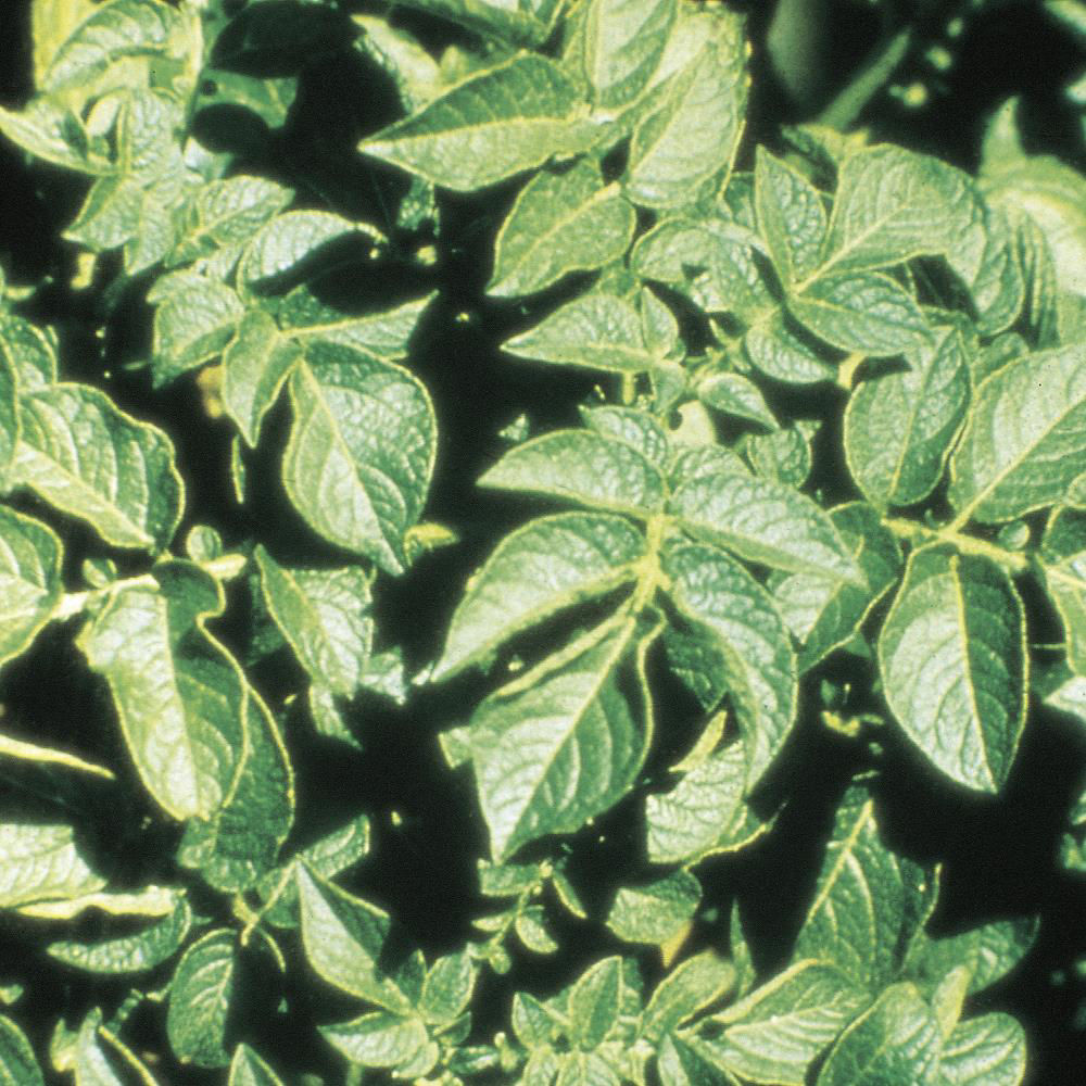 Phosphorus Deficiency