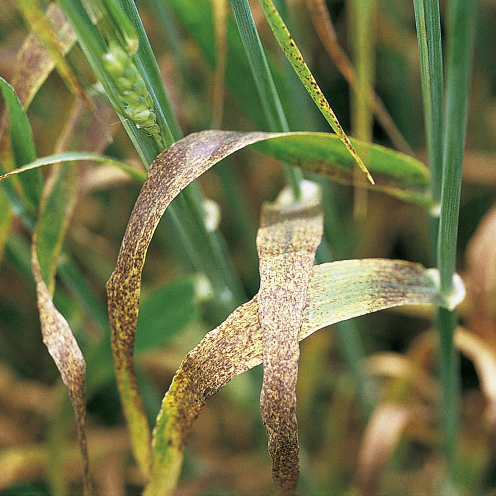 Physiological Leaf Spots