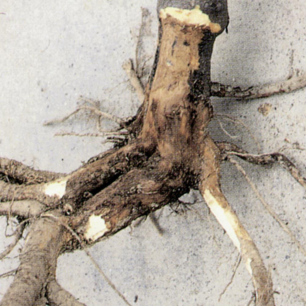 Phytophthora Cactorum