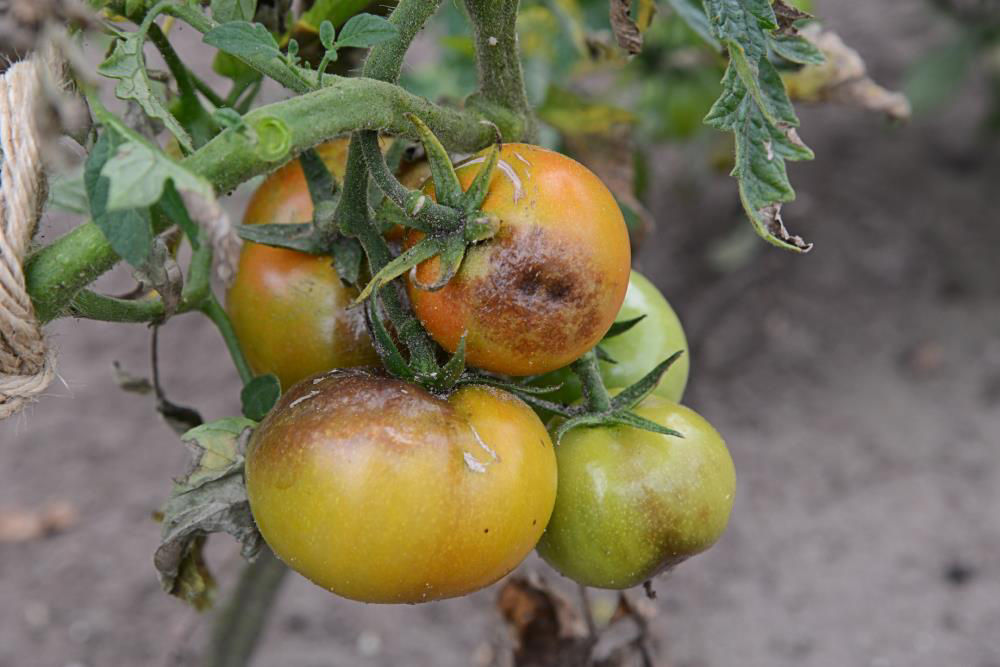 Phytophthora Foot Rot