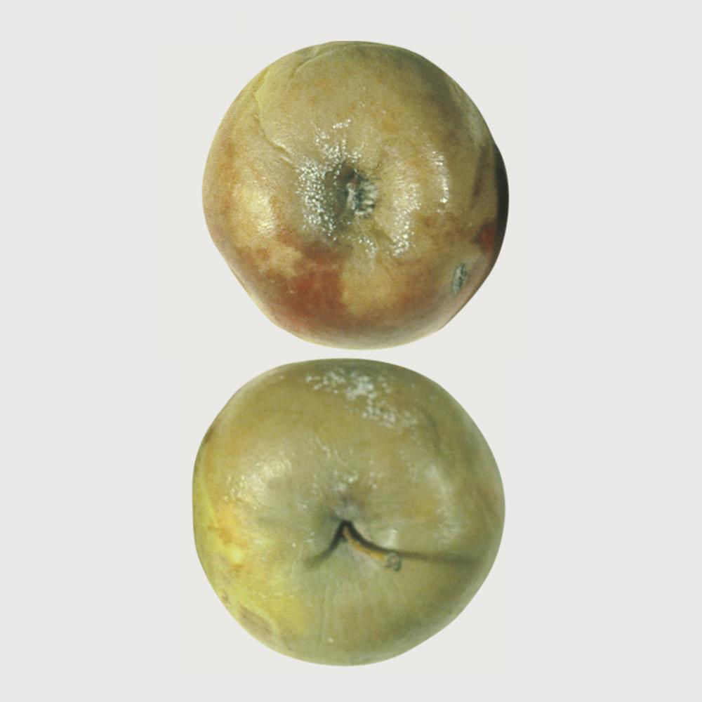 Phytophthora Fruit Rot