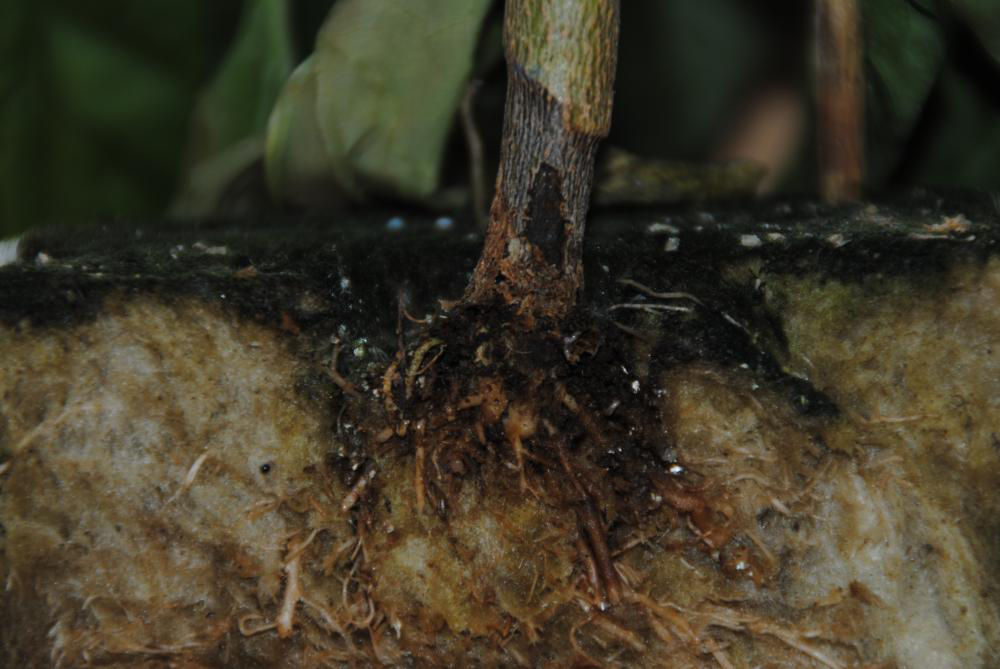 Phytophthora Root Rot