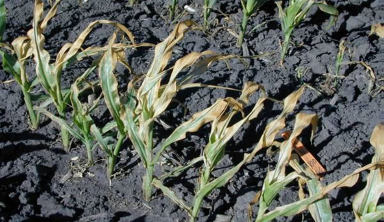 Corn leaf damage 