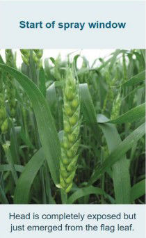 A visual example of the start of a spray window. The head is completely exposed but just emerged from the flag leaf.