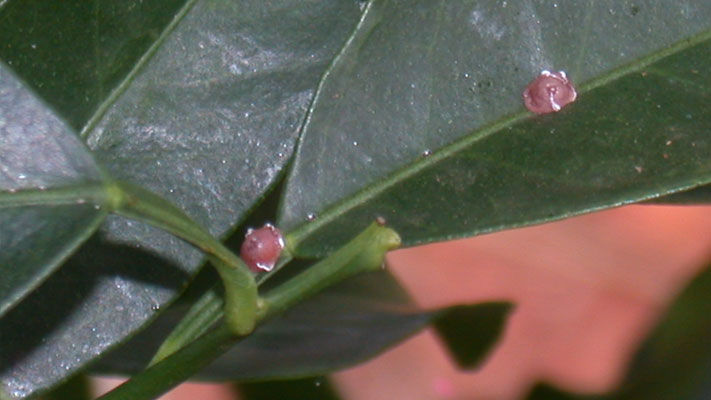 A type of soft scale, pink wax scale is commonly found on the upper surface of leaves along the midrib in crops including citrus, mangos, avocados and custard apples.