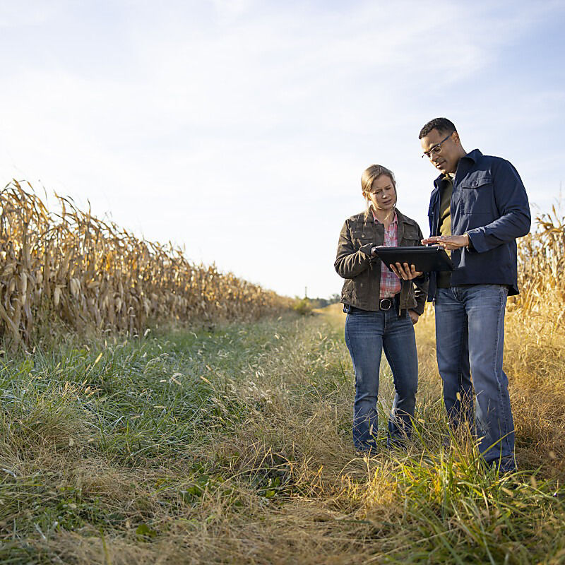  Plant experts reviewing data in a cornfield