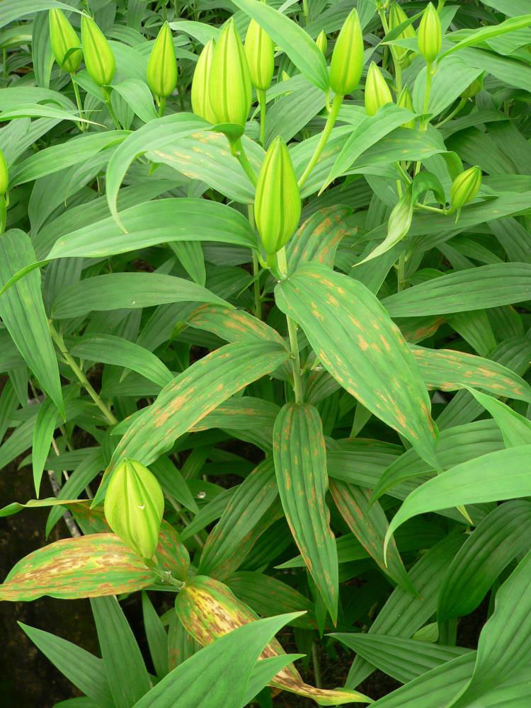 Plantago Asiatic Mosaic Virus