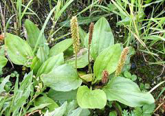 Plantain