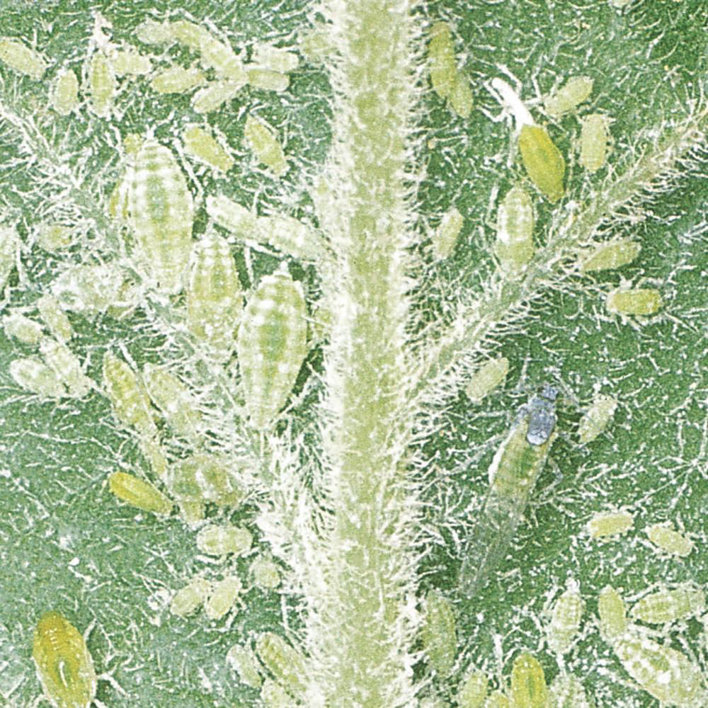 Plum Aphid