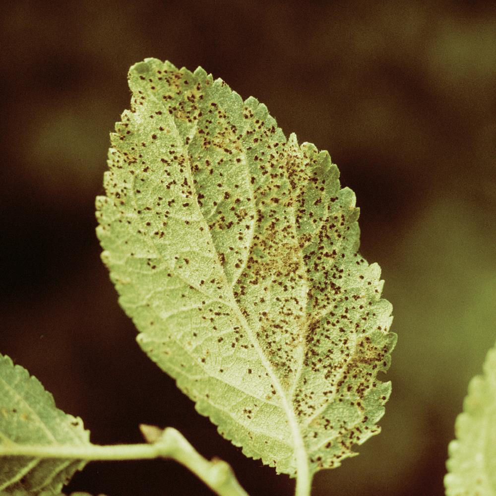 Plum Rust