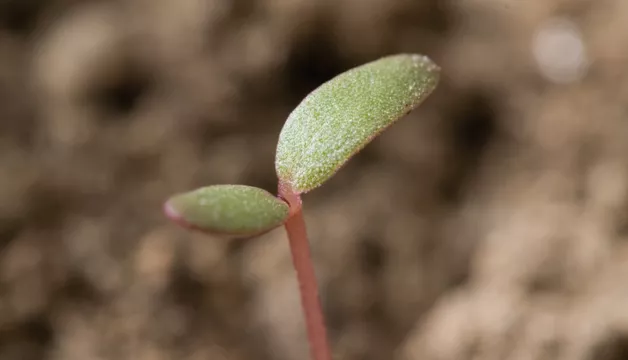 Portulaka pospolita