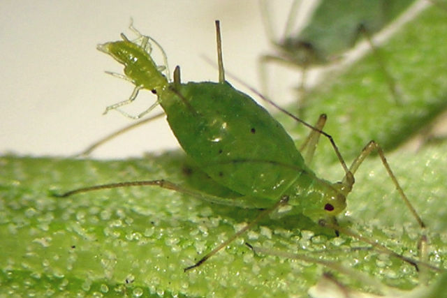 A potato aphid gives birth