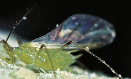 Potato Aphid Alternate