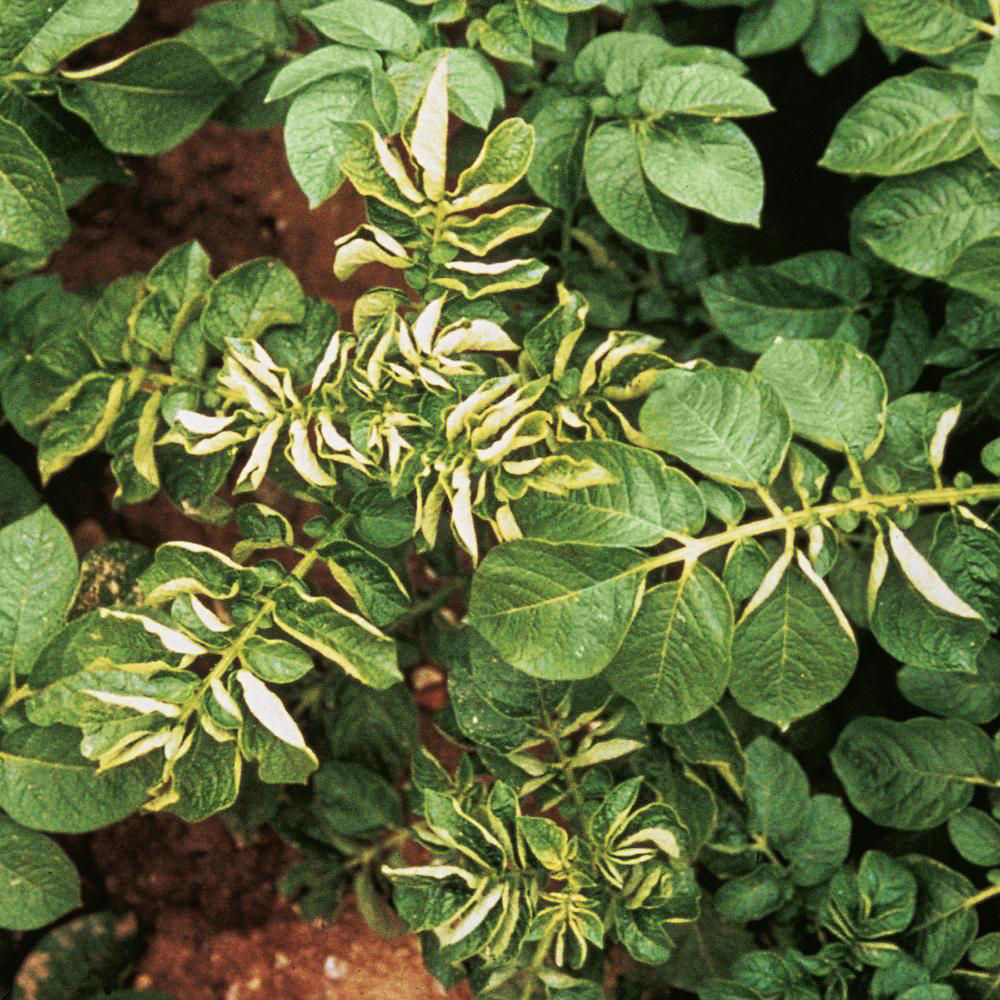 Potato Aphid