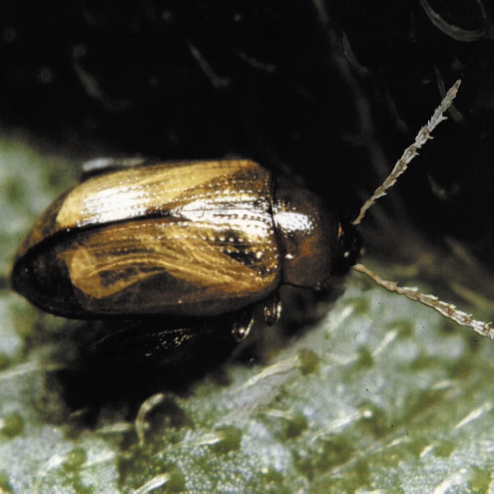 Potato Flea Beetle