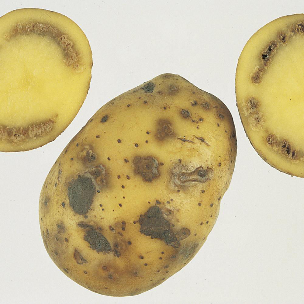 Potato Ring Rot