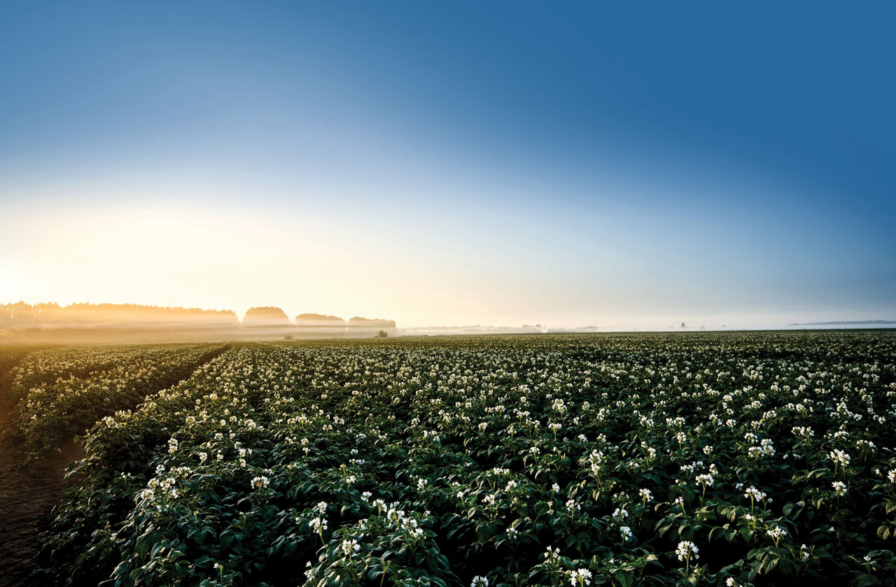 Field of blooming potato plants at sunrise in europe; Shutterstock ID 475350079; Purchase Order: -