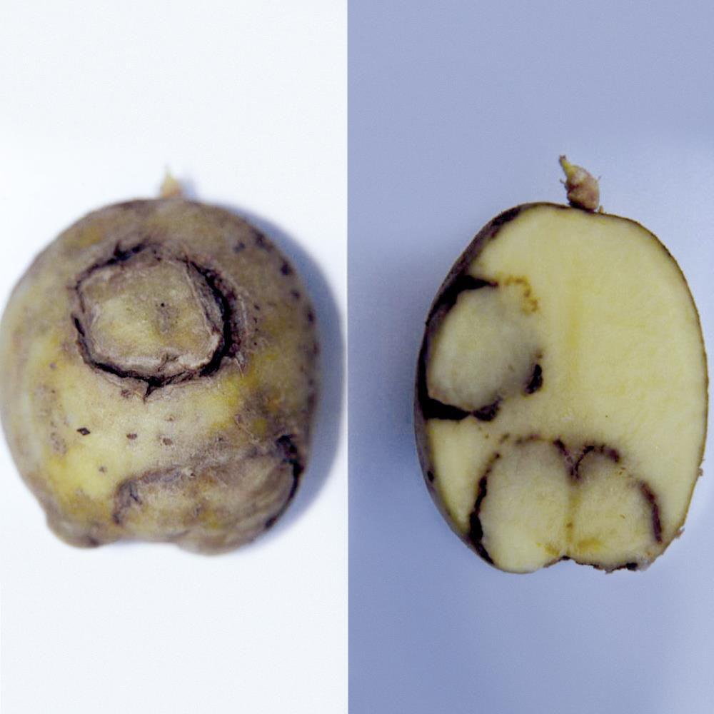 Potatoe Tobacco Rattle Virus