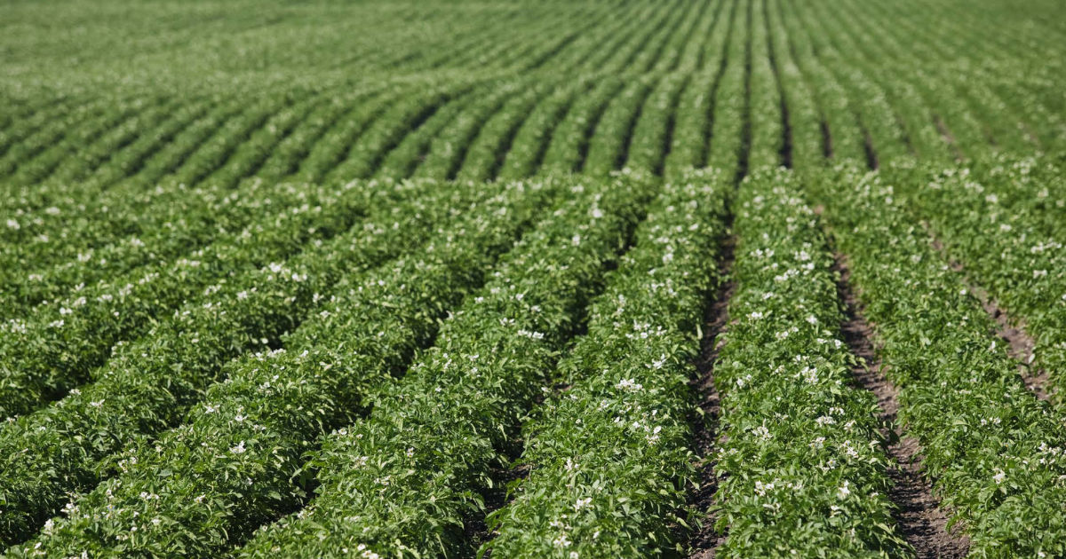 Rows of tidy green potato plants in a sprawling field. The rows are uniform and go far into the distance across a large field.
