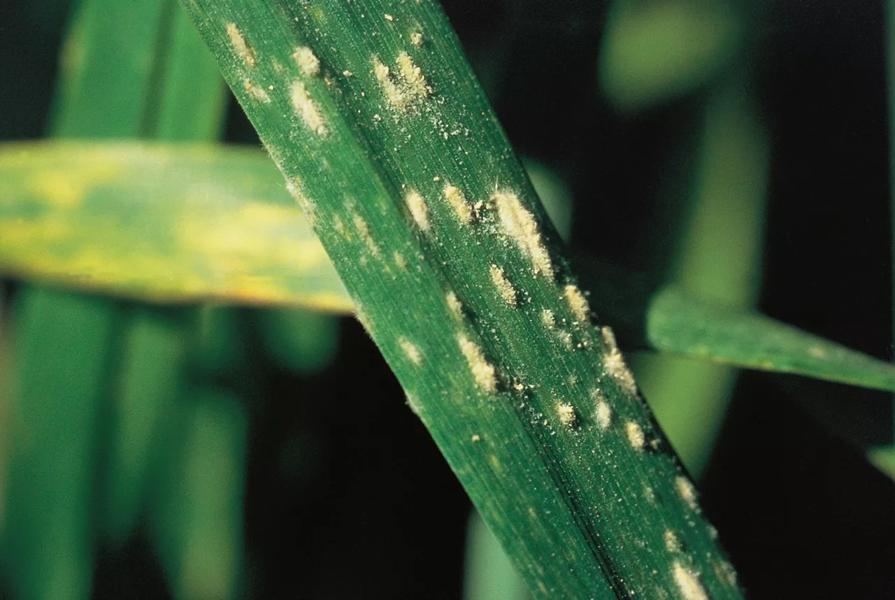 Powdery_Mildew_Rich_Text_Editor.jpg