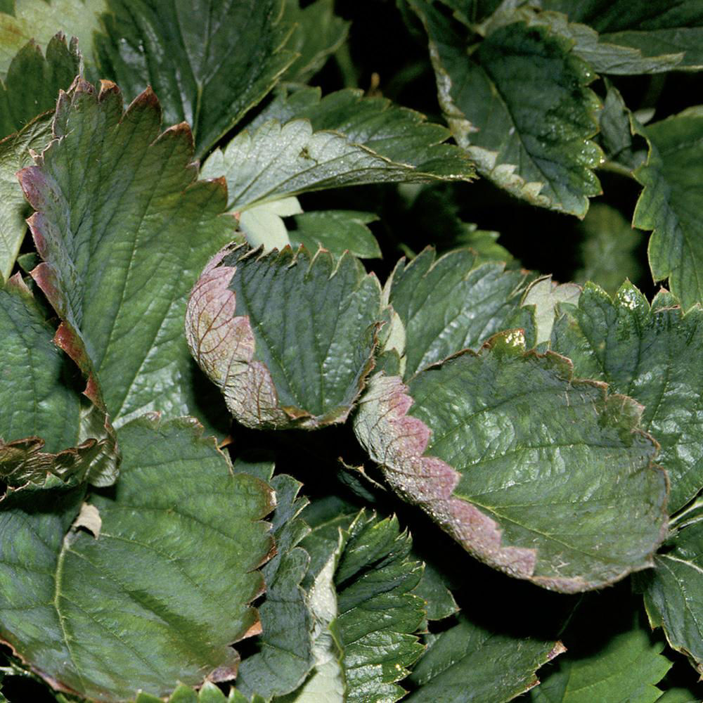 Powdery Mildew