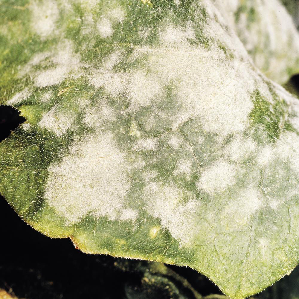 Powdery Mildew