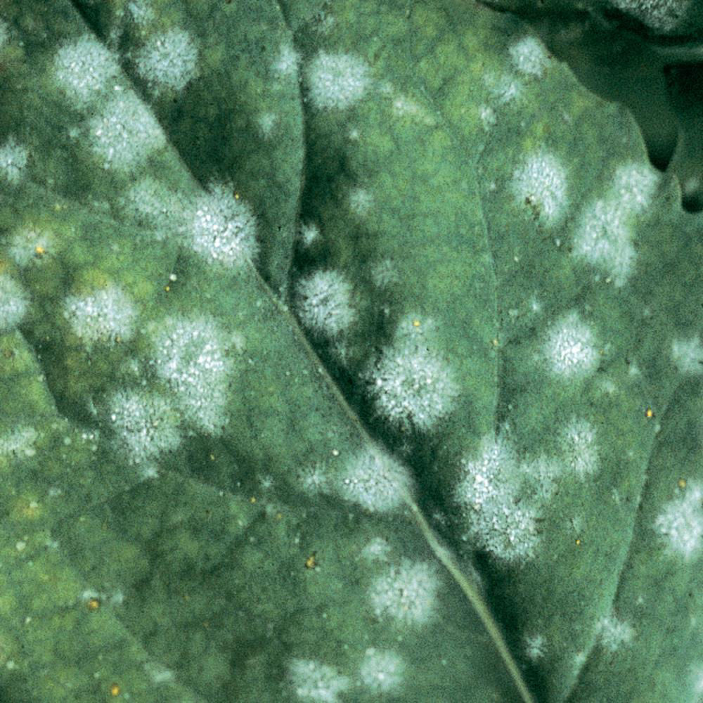 Powdery Mildew