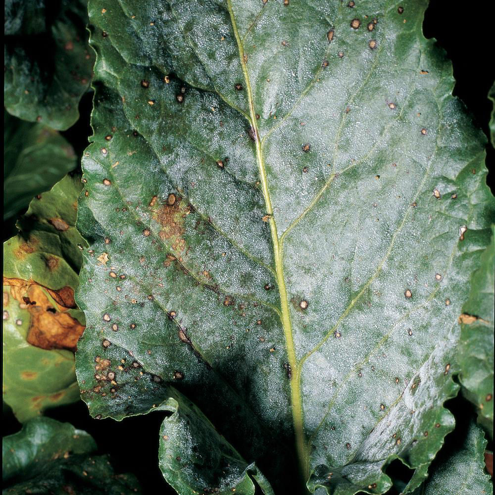 Powdery Mildew