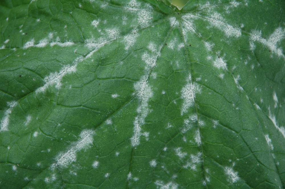 Powdery Mildew