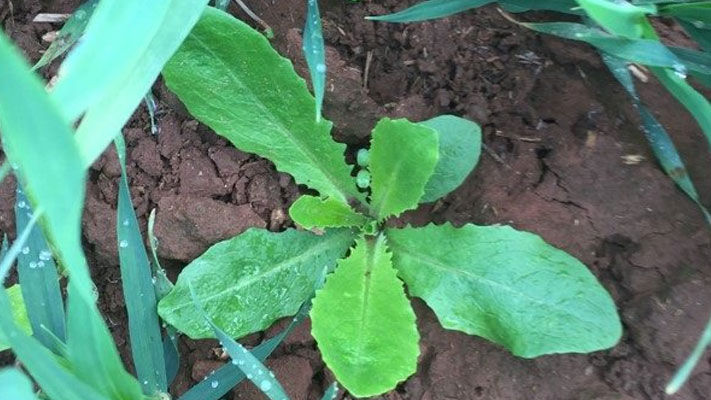 A hardy weed that can cope with very dry conditions, prickly lettuce has become a significant weed in the last few years