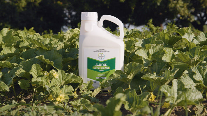 Luna Experience Bottle in Crop Field