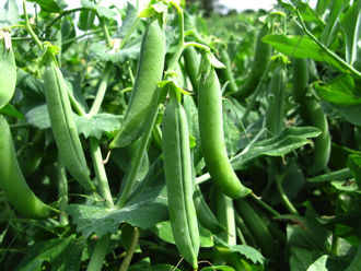 Production field of peas