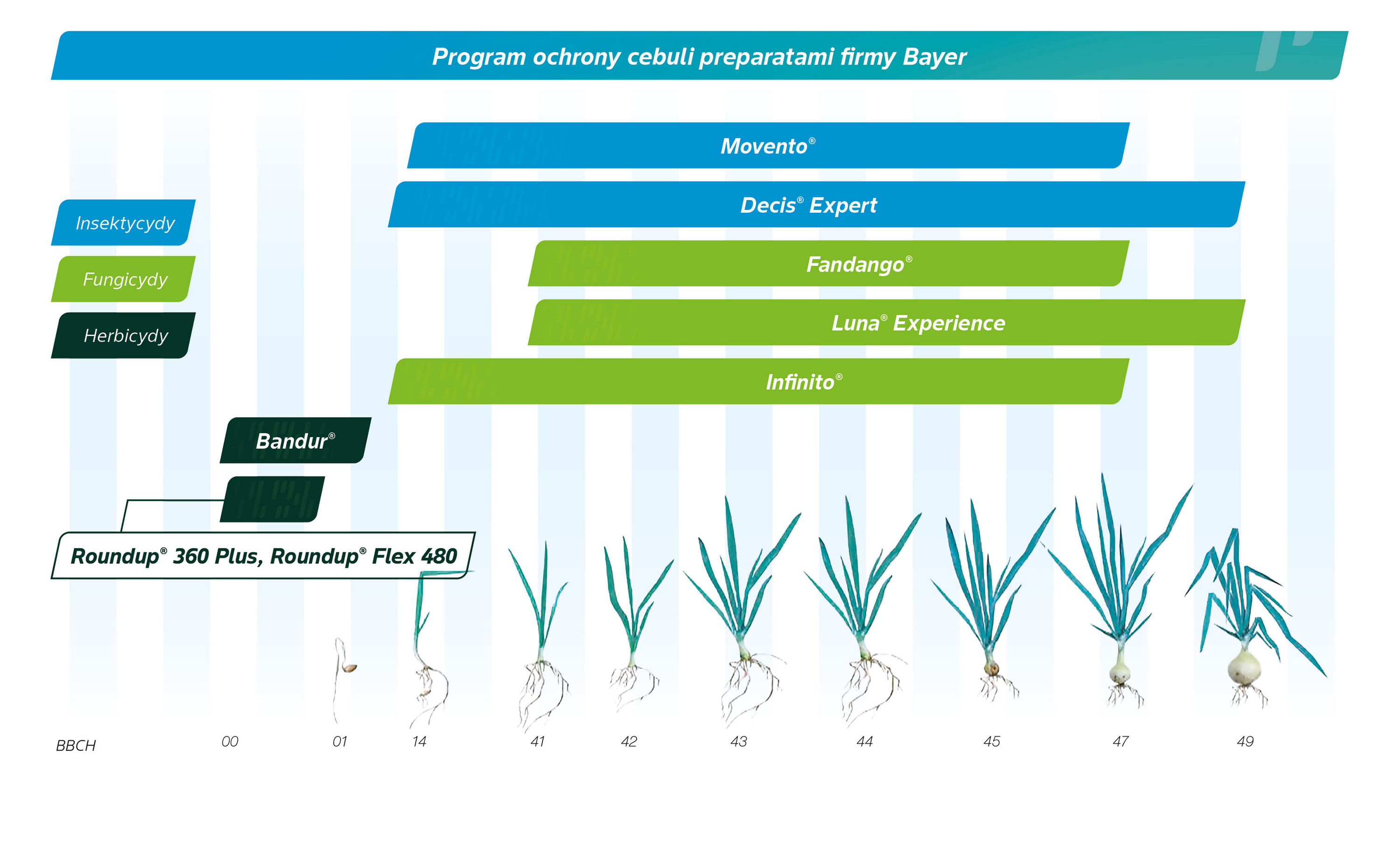 Program ochrony roślin Cebula
