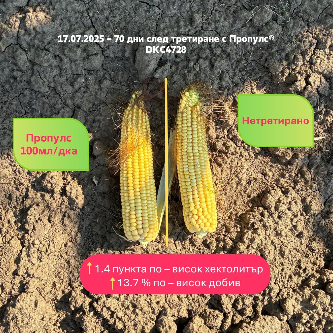 70 дни след третиране с Пропулс DKC 4728, +1.4 пункта по–висок хектолитър, +13.7 % по–висок добив