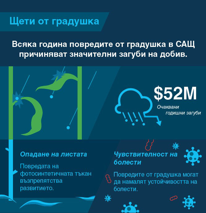Щети от градушка при царевица: 54 мил. долара очаквани загуби