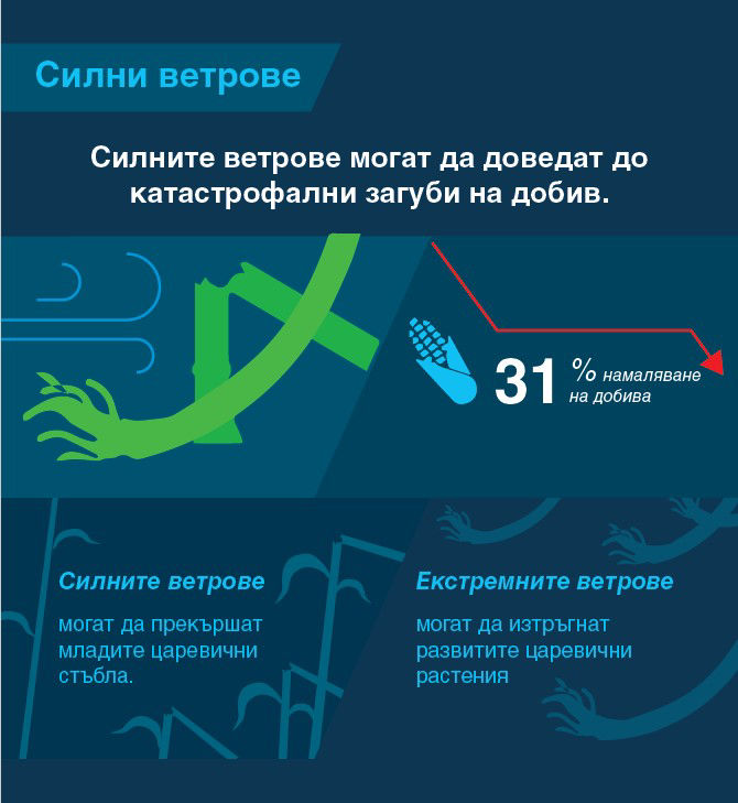 Силните ветрове могат да доведат до катастрофални загуби на добив до 31%