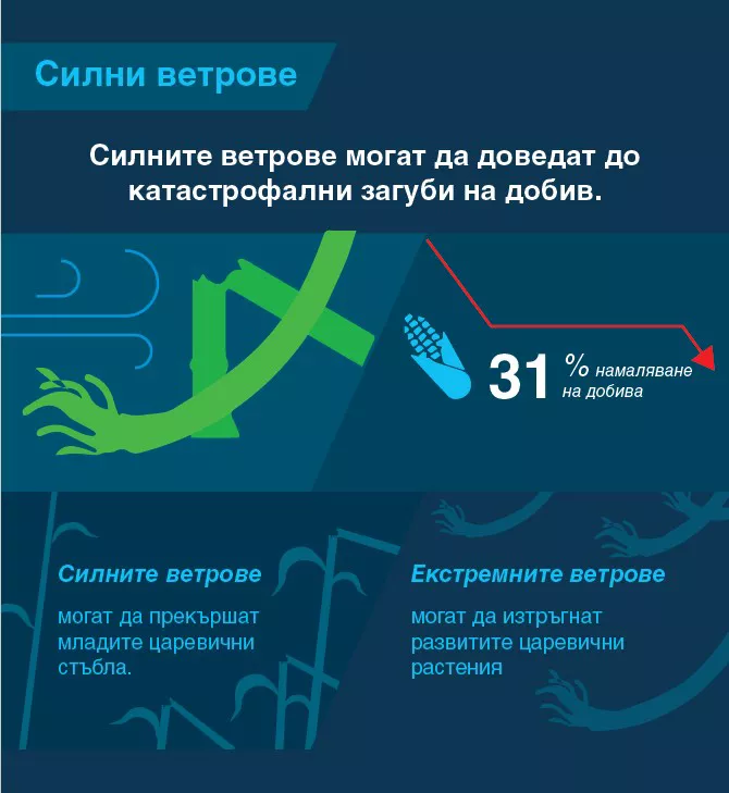 Силните ветрове могат да доведат до катастрофални загуби на добив до 31%