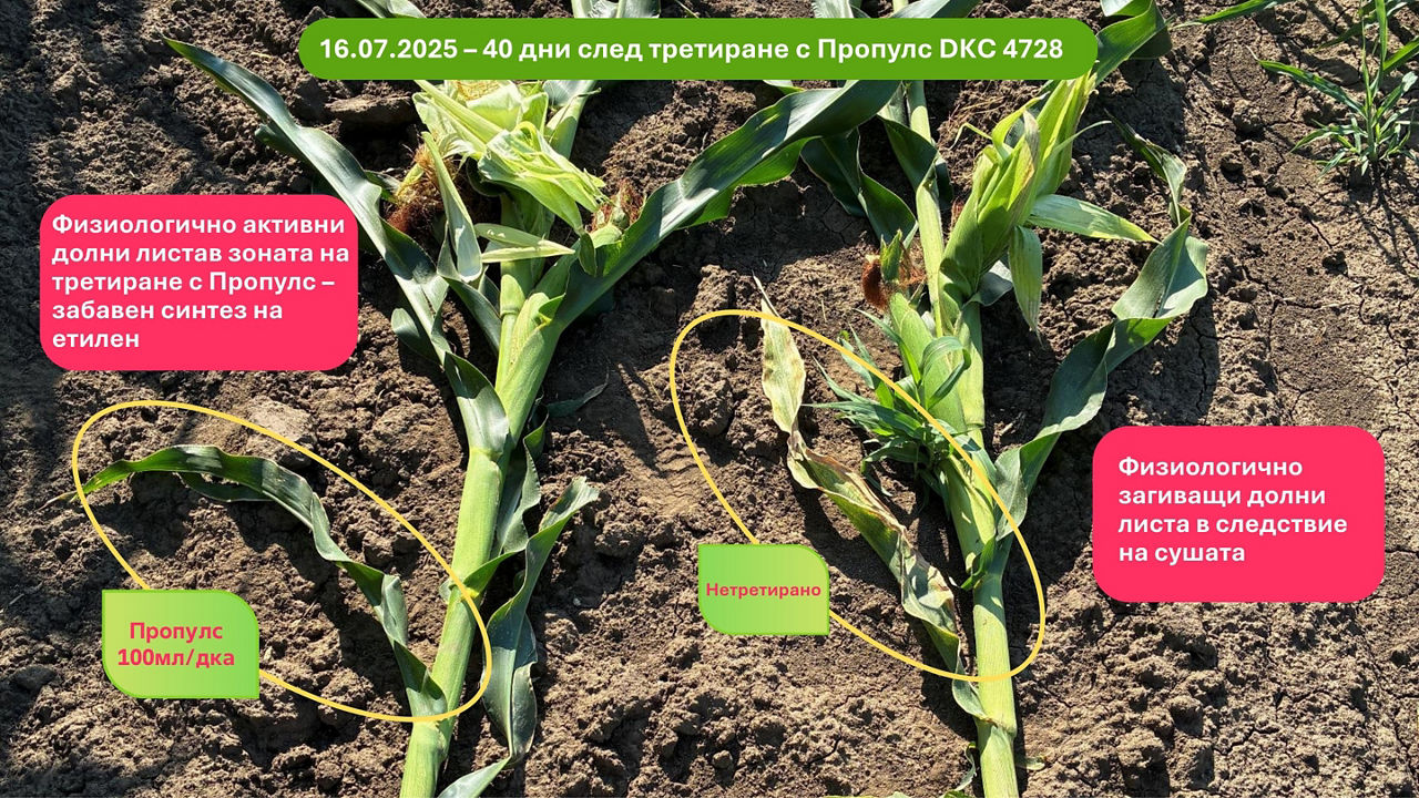 40 дни след третиране с Пропулс DKC 4728 Физиологично активни долни листав зоната на третиране с Пропулс – забавен синтез на етилен