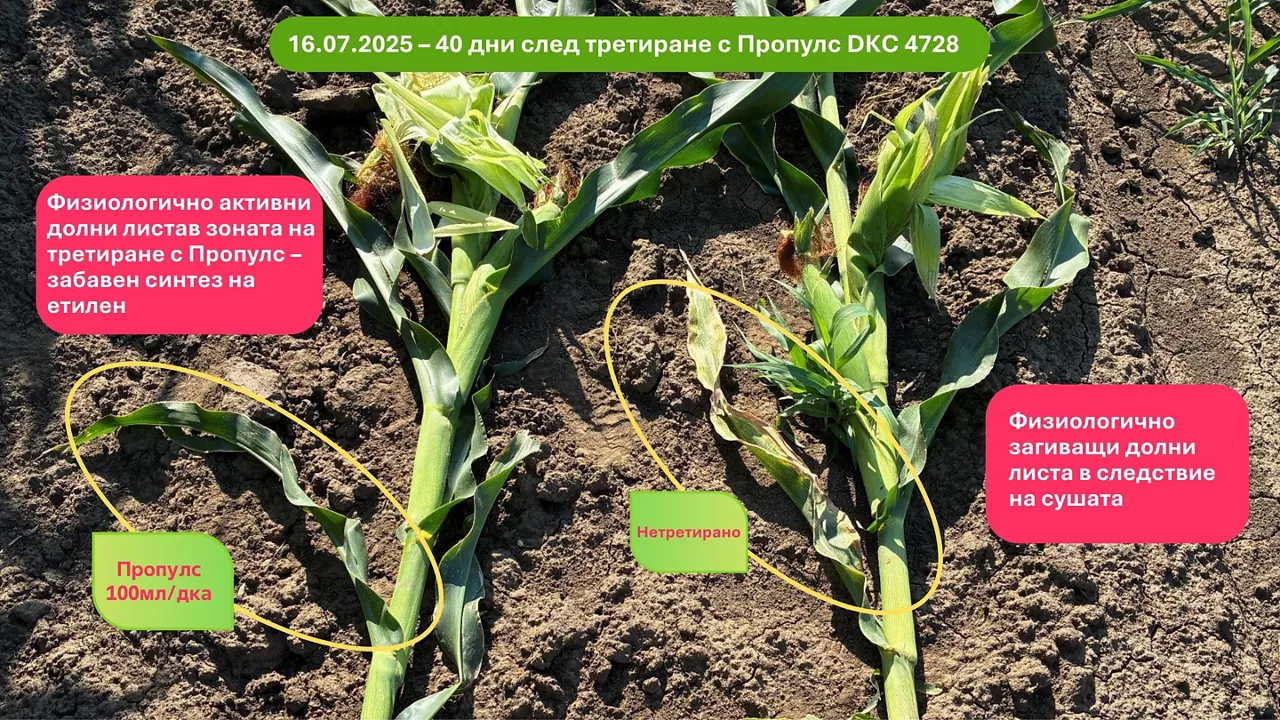 40 дни след третиране с Пропулс DKC 4728 Физиологично активни долни листав зоната на третиране с Пропулс – забавен синтез на етилен