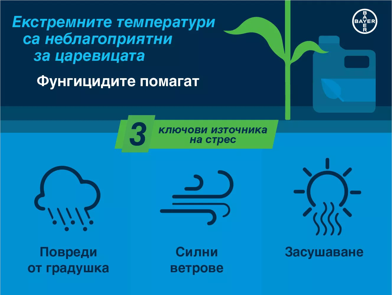 Ключови източници на стрес при царевица: градушка, силни ветрове, засушаване