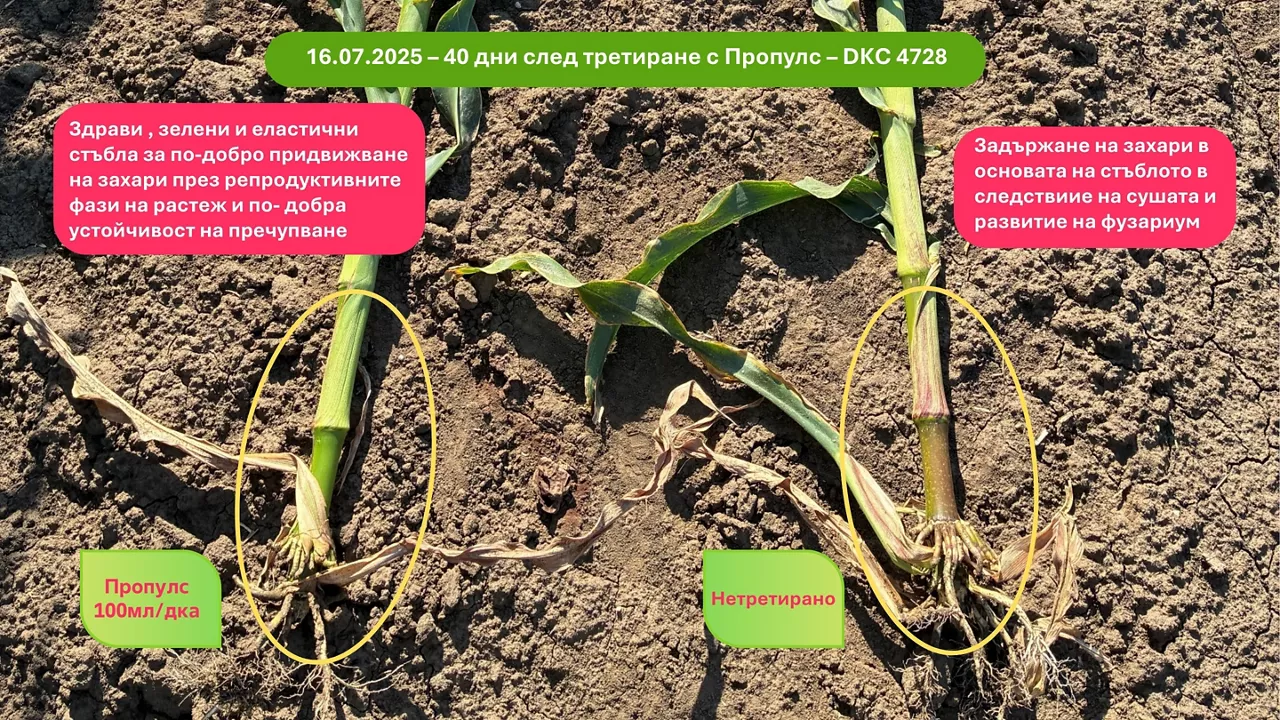 40 дни след третиране с Пропулс – DKC 4728, Здрави , зелени и еластични  стъбла за по-добро придвижване на захари през репродуктивните фази на растеж и по- добра устойчивост на пречупване