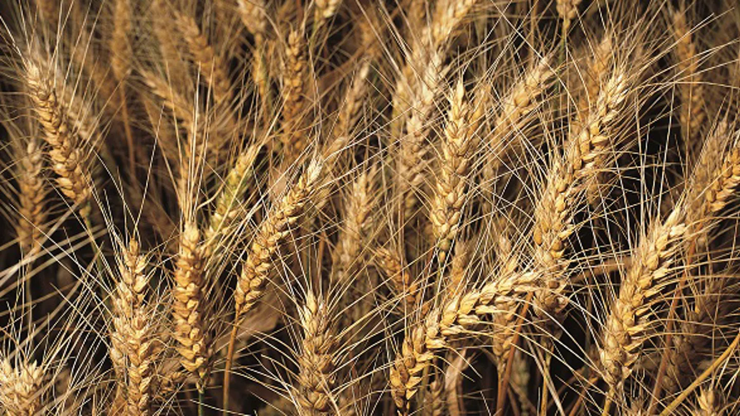 Five Steps for Proven Fungicide Performance