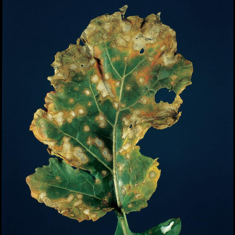 Pseudocercosporella Leaf Spots