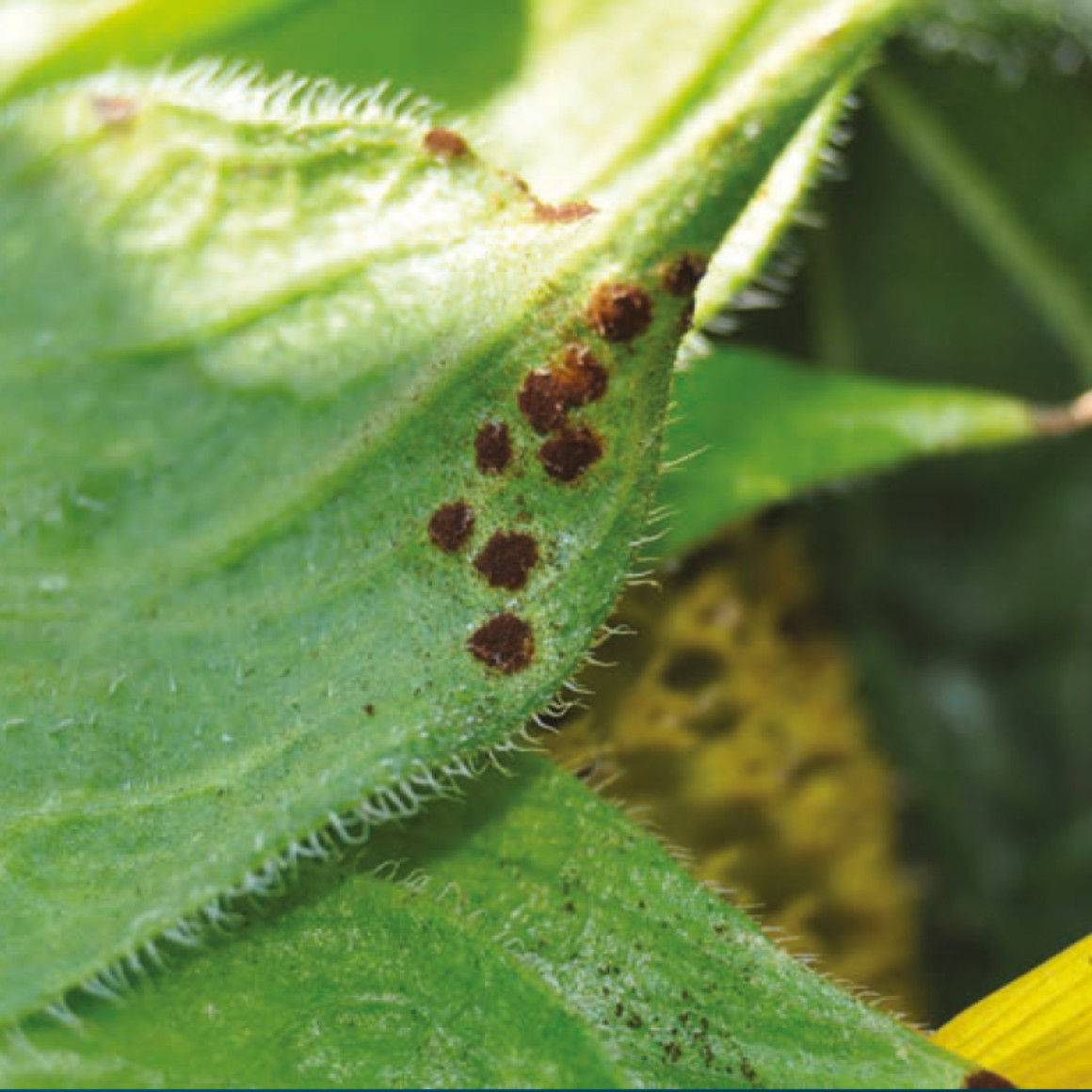 sick leaf pugina