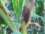 Figure 8. Purple leaf sheath resulting from the feeding of microorganisms feeding on pollen and dust particles behind the sheath.