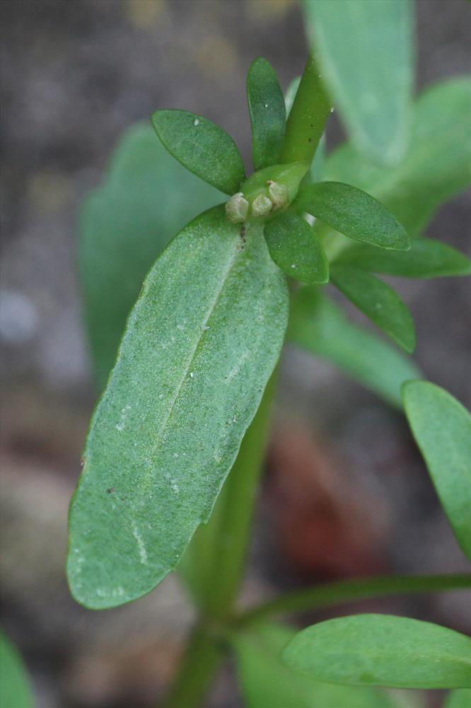 Purslane_Speedwell