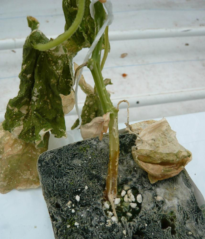 Pythium Foot And Root Rot