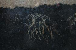 Pythium Foot Rot