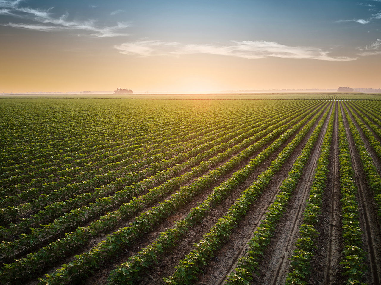 Antique Alley - A Walk Through Cotton of Yesterday and Today.